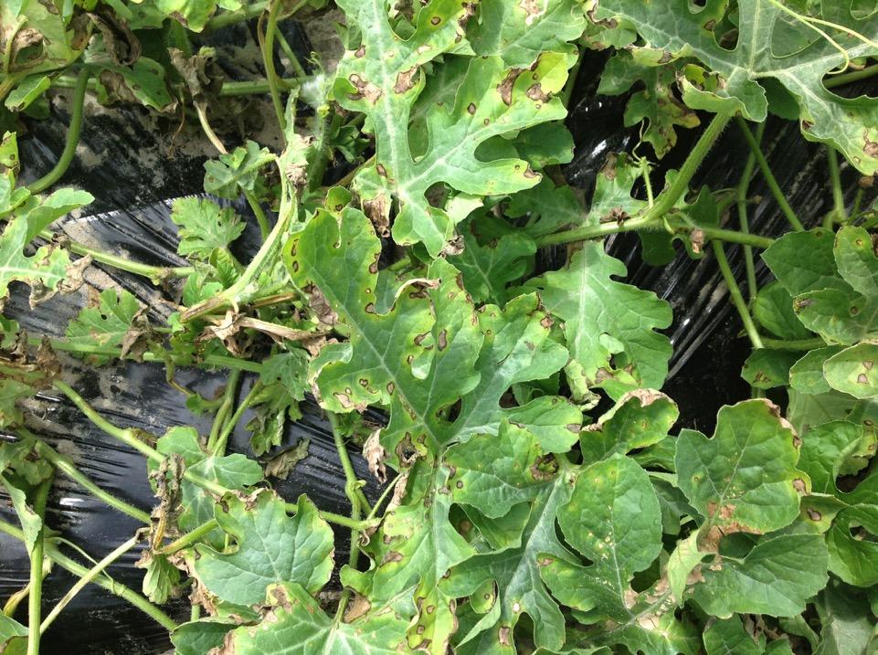 Angular leaf spot is a bacterial disease caused by Pseudomonas