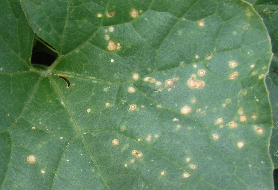 Alternaria leaf spot caused by Alternaria cucumerina can also cause similar kind of symptoms as