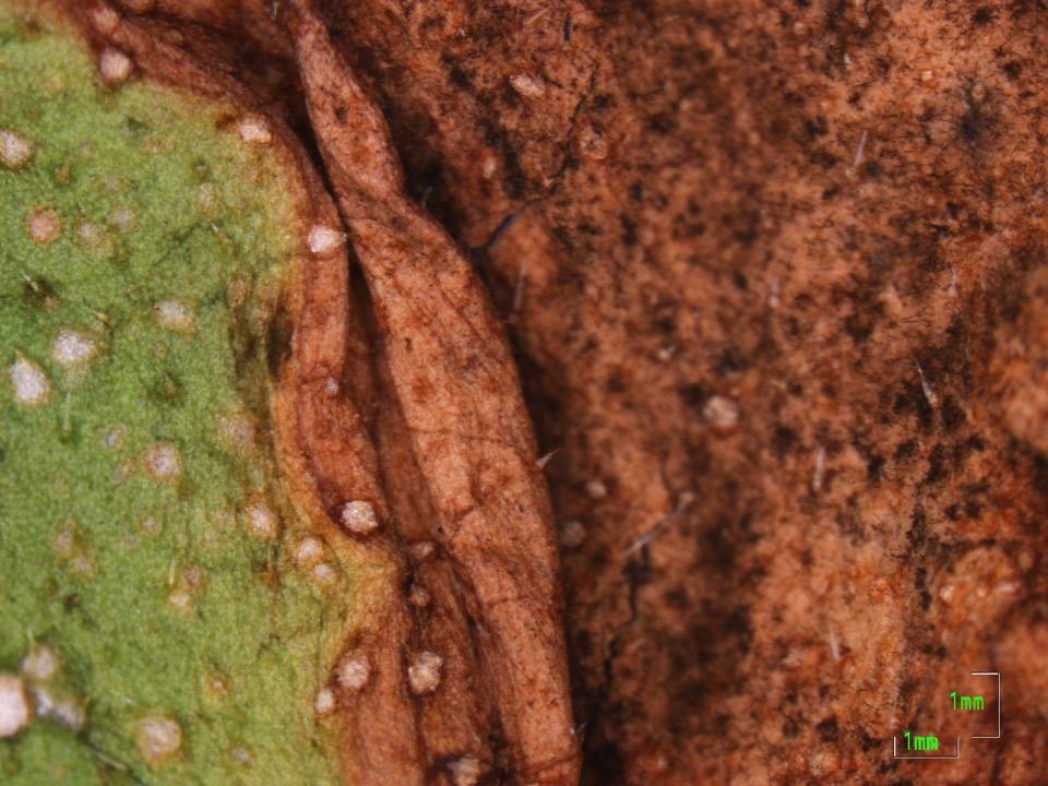 A leaf with severe blighting due to Alternaria leaf spot.