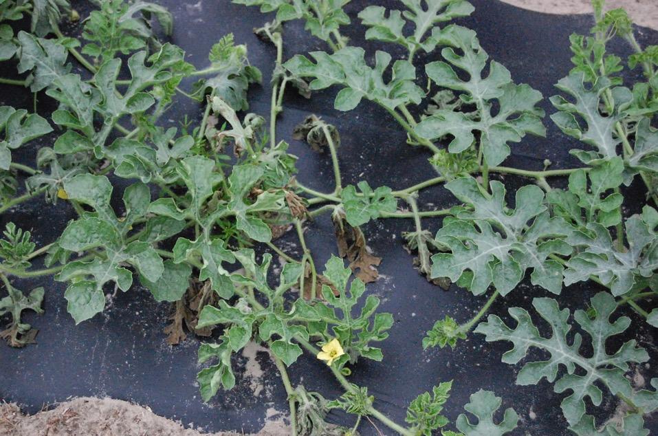 Wilting of watermelon vine may be due to