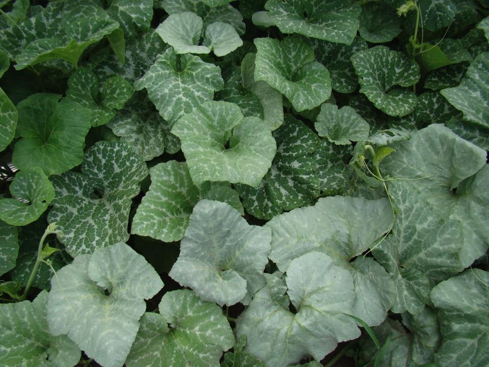 There is clear silvering of the leaves, and is caused by feeding of silver