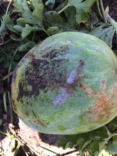 Scenario 4a: In Leon county, Molly Jameson usually comes across numerous types of fruit rots on cucurbits.