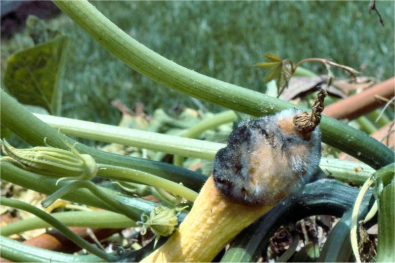 Wet rot is a disease of flower parts and fruits and has a characteristic appearance.