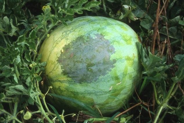 Bacterial fruit blotch causes a characteristic blotching on the