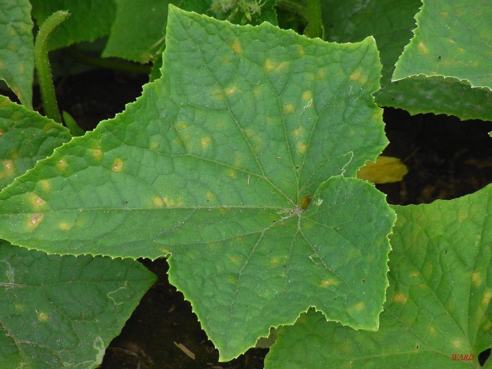 Angular, yellow leaf spots is an indication for