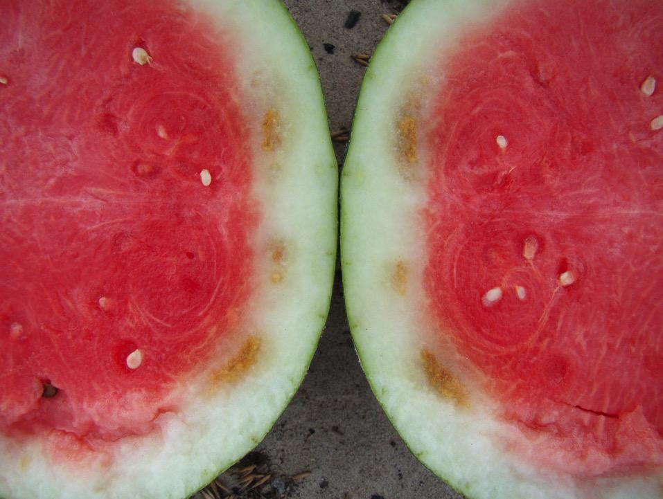 Watermelon rind necrosis only affects the rind. However, the fruits are not marketable.