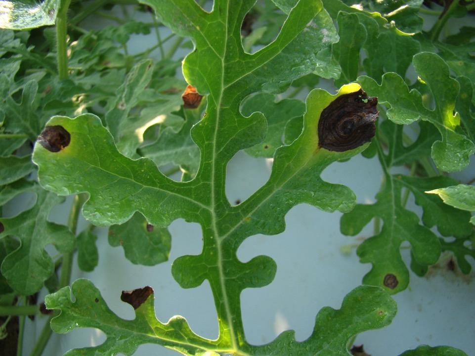 If the symptoms look different than the ones for Downy mildew, Matt checks whether it is Gummy stem blight
