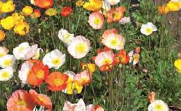 Last well in a vase and makes an exciting addition to a vase. 50 seeds $4.25 Poppy Ladybird Papaver commutatum Possibly the most popular of all poppies.