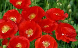 Poppies are easily grown annuals. Scatter seed in a raked sunny spot in the garden from mid-autumn until midwinter.