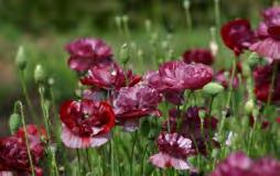 The bright red poppies have a clear white cross in the centre of each flower. 200 seeds $4.