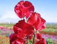 50 Winston Churchill Large well ruffled crimson flowers. Fragrance = 1 15 seeds $5.