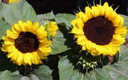represent the latest innovation in sunflower breeding.