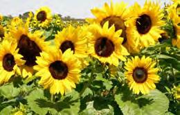 75 Sunflower Summer Spray 25 seeds $5.