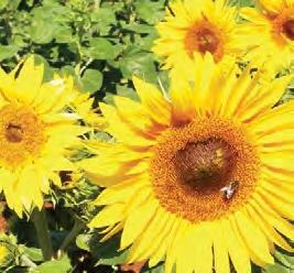 Dwarf Patio Sunflowers Sunflower 'Patio Calypso Spray' Calypso