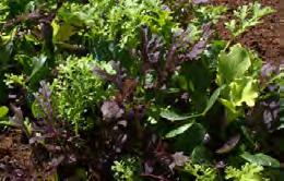 A red mizuna style mustard leaf with finely cut, dark red, ruffled leaves with good vigour which will add a beautiful