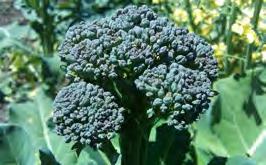 50 Broccoli De Cicco Organic Seed Traditional Italian multi cut variety for sowing in early August and early September for a spring and