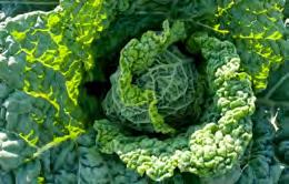 Cabbages and Caulis Cabbages, like most brassicas, need a fertile soil which is well watered. Seed can be planted undercover or direct sown.