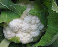 As cauliflowers don t hold well in the garden, a week at the most, it s best to plant small numbers every couple of weeks rather than a dozen at a time.
