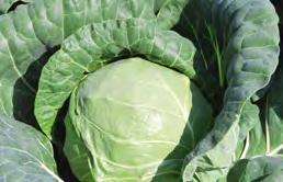 25 Cabbage Red Sky F1 Close planting produces small 1kg cabbages wider spacing will produce 4kg cabbages.
