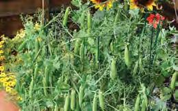 50 Not for Tasmania Shelling Pea Green Feast An old variety which carries good quantities of 11cm long pods with up to 9 peas per pod.