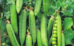 50 Shelling Pea Melbourne Market syn Massey Gem Melbourne Market is one of the best flavoured shelling pea and is widely planted by both