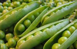 50 Not for Tasmania Shelling Pea Onward An old variety, very popular in Europe and the USA Onward is only just starting to make its mark in