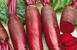 Rootcrops Beetroot Cylindra Excellent flavoured dark red cylindrical roots 12cm long by 5cm wide.