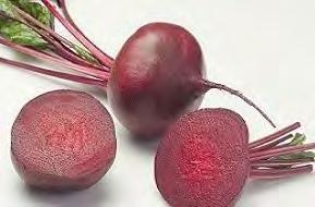 50 Beetroot Zeppo F1 An industry leader Zeppo is beautfully bred for smooth skin, round and clean shape and a very fine taproot.