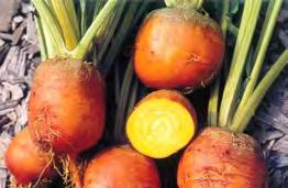 100 seeds $4.50 Beetroot Touchstone Gold A good quality golden beet with smooth yellow fleshed roots.