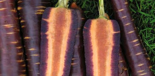 00 Carrot Purple Haze F1 Has a good sweet flavour unusual in purple carrots. 20cm long roots are dark purple with an orange interior.