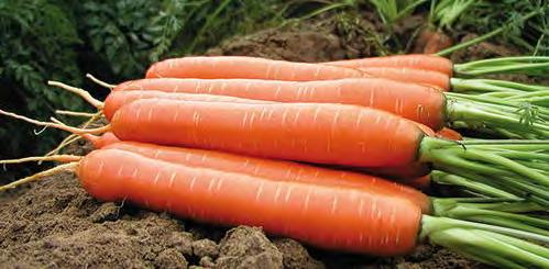 00 Carrot Romance F1 Voted England s best tasting carrot A new carrot which replaces Laguna which isn t available this year.