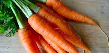 00 Carrot Sweetheart Best open pollinated baby carrot Sweetheart is very sweet, flavoursome and productive bunching carrot for year round