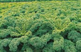 00 Kale Winterbor F1 Baby leaf or full size kale Winterbor is the most productive Kale currently available
