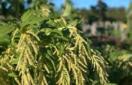 Amaranthus caudatus Green Love Lies Bleeding So many people who visit the garden are intrigued by this easily grown annual.