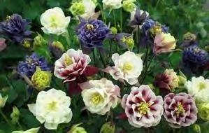 75 Aquilegia vulgaris (Granny Bonnets, Columbines) Old fashioned and easily grown granny bonnets will self sow in the garden when once