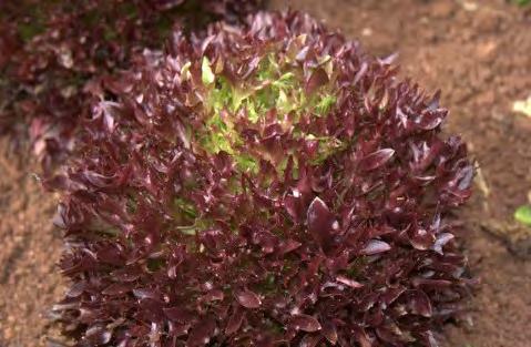 Salanova Lettuce Red Butter Seed collected from these superb modern varieties will grow true to type.