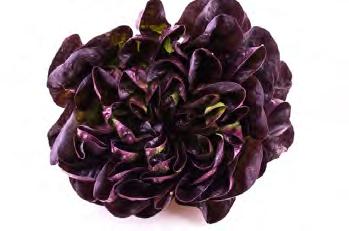 00 Salanova Lettuce Red Crisp Sow August to May for year round harvest.
