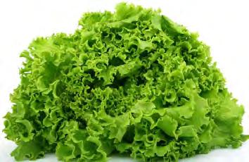 Salanova lettuce are slow to bolt and leaves can be harvested for many week, many weeks. Sow year round. 30 primed seeds $5.