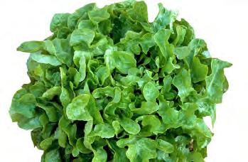 Salanova lettuce are slow to bolt and can be harvested over a long period. Sow seed from August until May for year round salads.