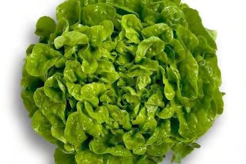 Lettuce, Green Oakleaf 'Kirinia' Slow bolting traditional oakleaf Kirinia is a new strain of oakleaf with extra vigour, slow bolting characteristics,