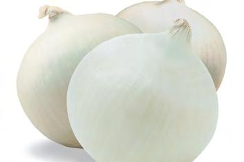 Onion Flat White Bianca di Maggio Flat white salad onion Delicious cipollini onion suited to fresh use in salads, pickled, baked or roasted.