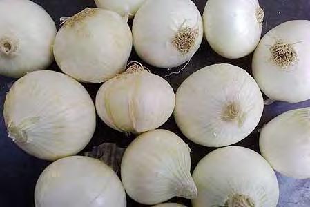 50 White Onion Callisto F1 A new variety and one of the best white onions with a gentle flavour and good storing capability.