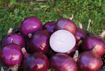 100 seeds for $4.75 Onion Pukehohe Long Keeper Best brown onion for storing The best onion to grow for storage.