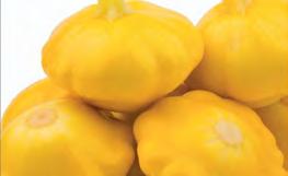 25 Spaghetti Squash Vegesgetti F1 Vegesgetti is a outstanding brand new hybrid yellow fruited spaghetti squash with yellow fruit with traditional interior of richly