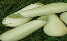 25 Zucchini Bush Baby F1 Bush Baby's fruits are true miniatures and ready to harvest at 10-15cm.