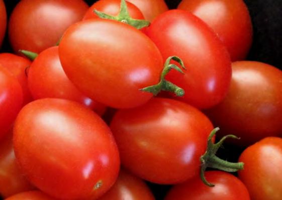 Hybrid versus Heirloom Tomatoes Most if not all heirloom tomatoes have very little disease resistance.