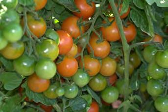 Most if not all heirloom tomatoes have very little disease resistance and it must also be said most if not all seedlings sold by the big box stores and garden centres also have very poor disease
