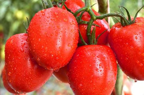 Tomato Katya F1 New top quality Roma This variety has an improved disease resistance package and quality fruit. A good alternative to Sheena if you have grown that before.