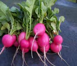 It also resists pithiness. 100 seeds $4.50 Radish Red Meat Watermelon Radish Large round radish with unique pink flesh. It has a very sweet mild taste.