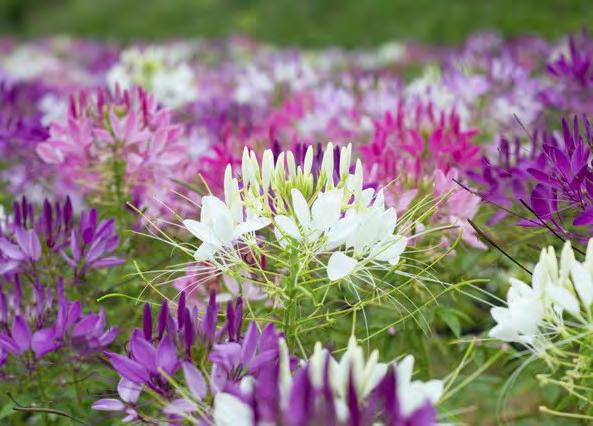 Seed in this catalogue is available throughout the four seasons Cleome spinosa Colour Fountain Mix Mixed Spider Flowers The traditional